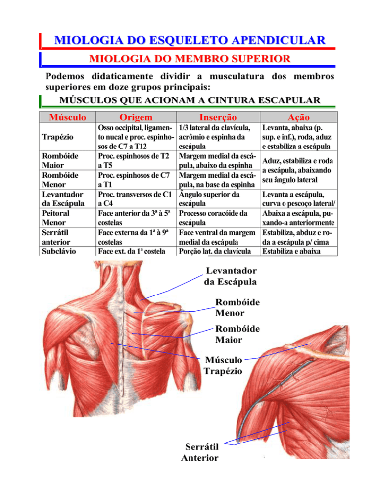 Apendicular Superior Miologia