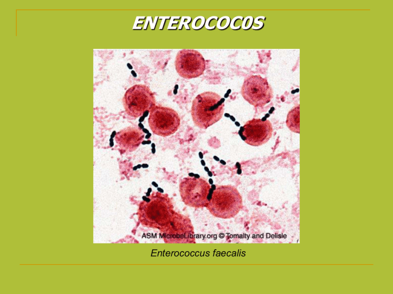 MORFOLOGIA BACTERIANA